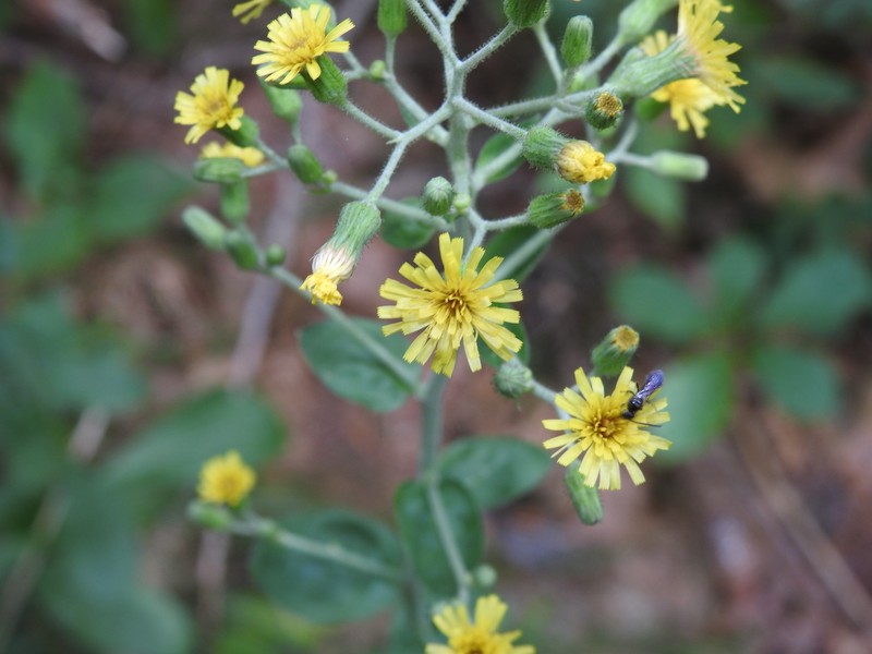 Rough Hawkweed