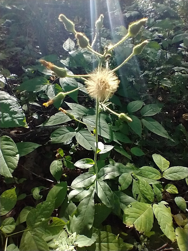 Rough Hawkweed
