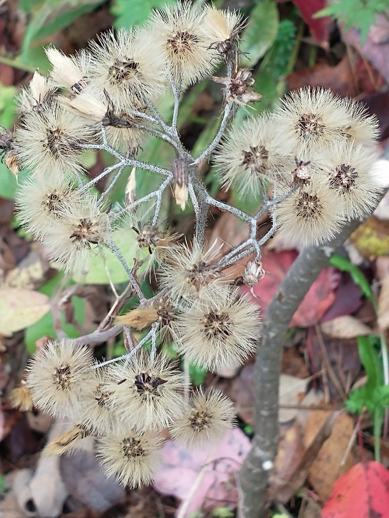 Rough Hawkweed photo 2