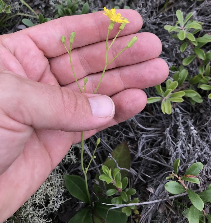 Rough Hawkweed photo 4