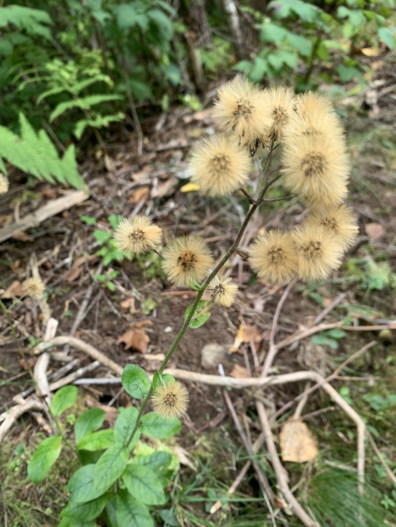 Rough Hawkweed photo 5