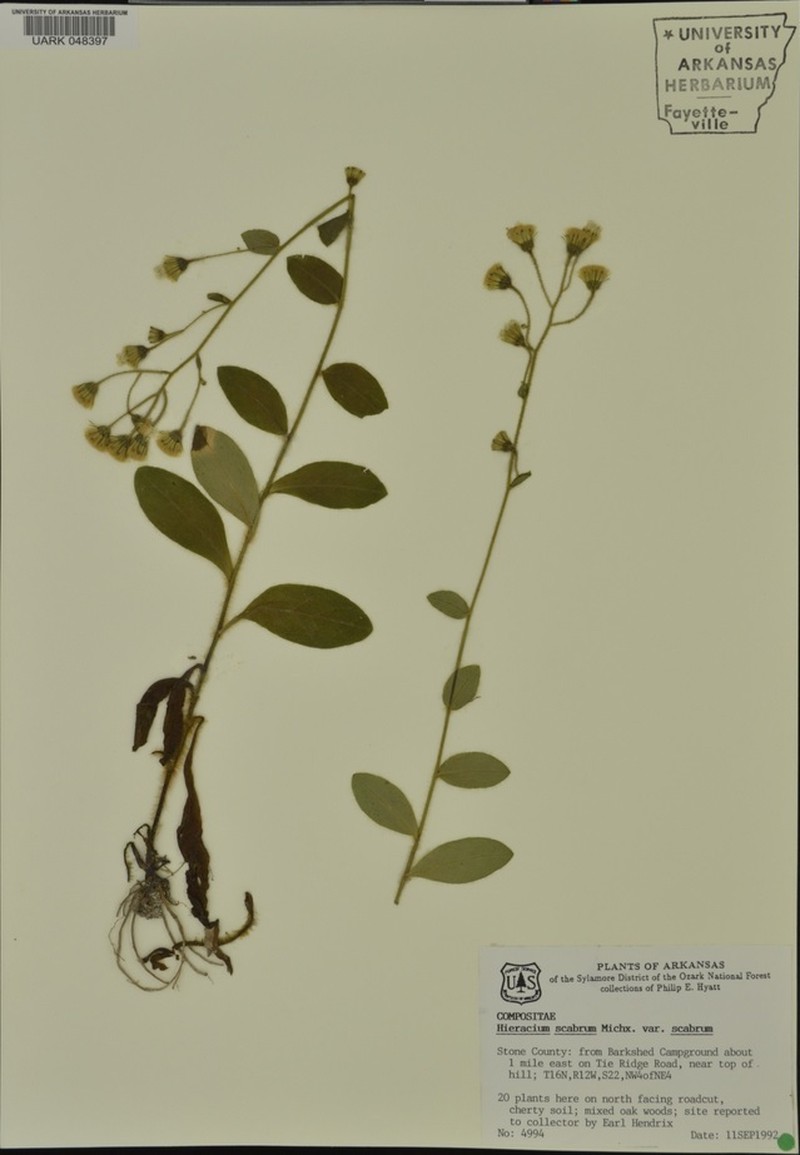 Rough Hawkweed photo 6