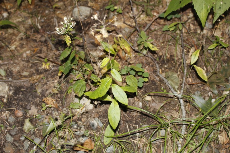 Rough Hawkweed photo 7