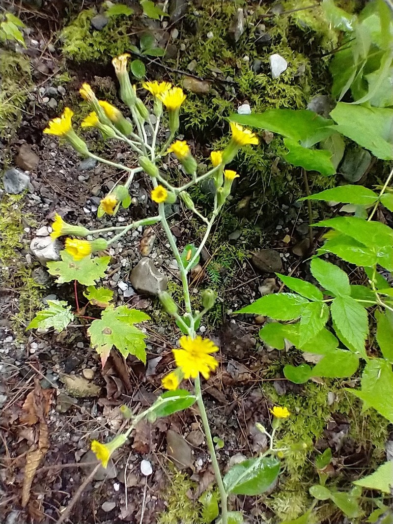 Rough Hawkweed photo 8