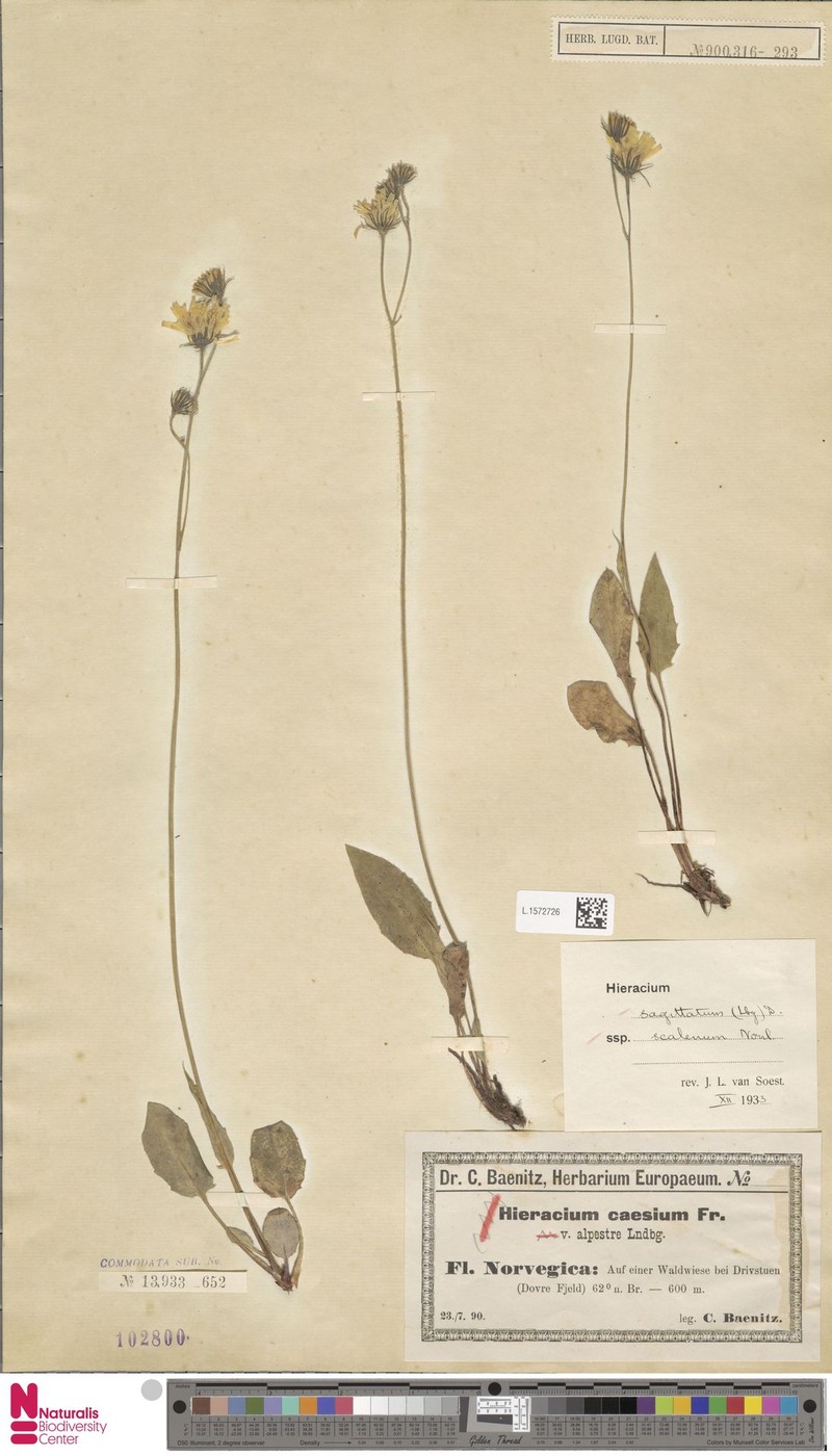Hieracium scalenum