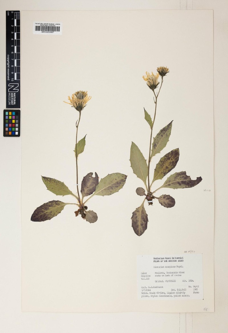 Hieracium scarpicum