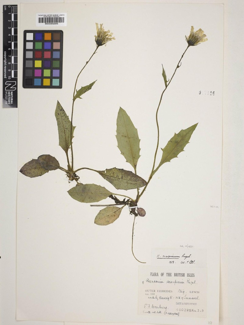Hieracium scarpicum photo 2