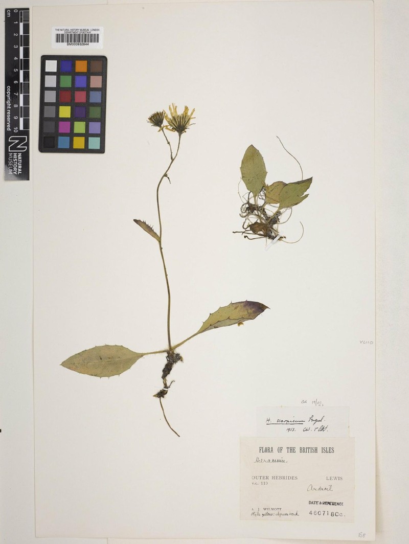 Hieracium scarpicum photo 3