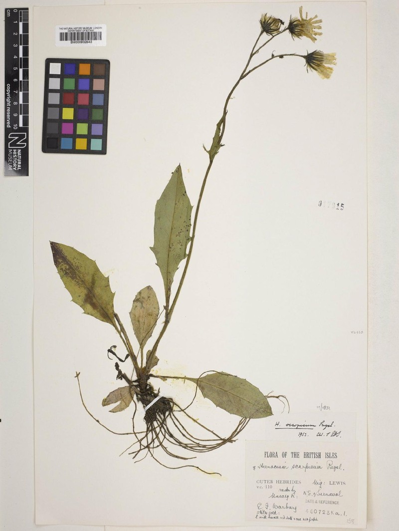Hieracium scarpicum photo 4