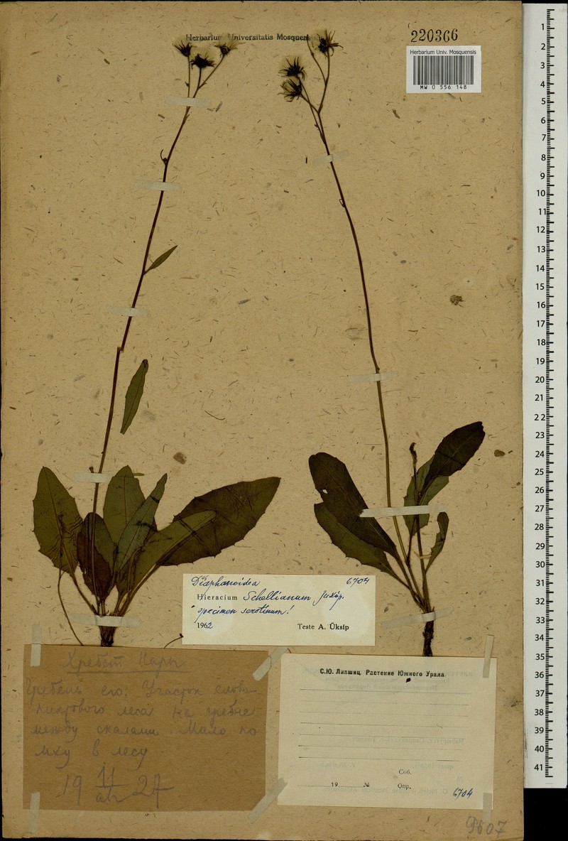 Hieracium schellianum