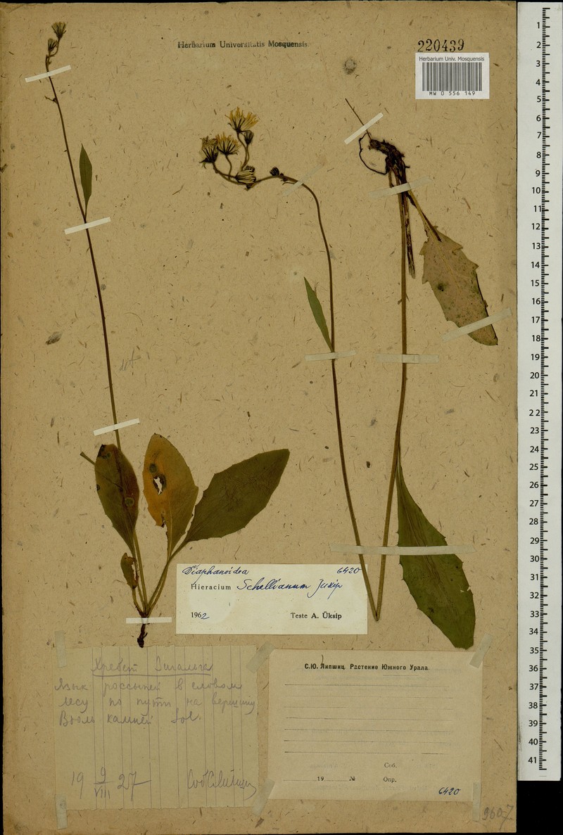 Hieracium schellianum photo 2