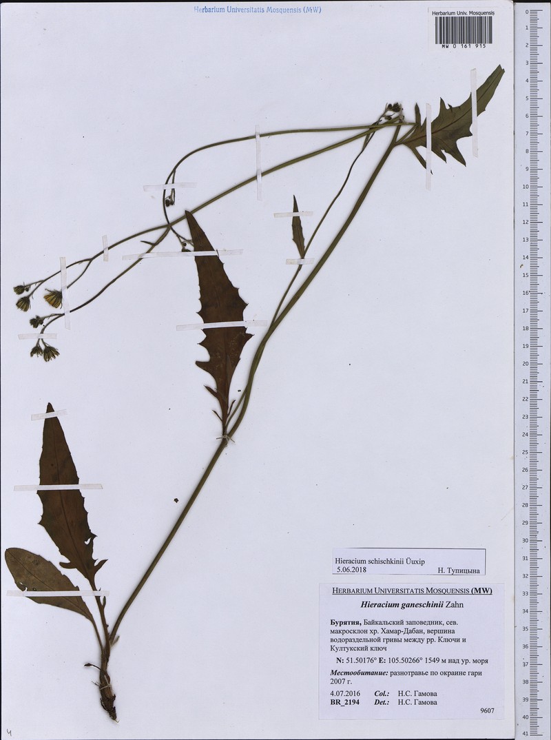 Hieracium schischkinii