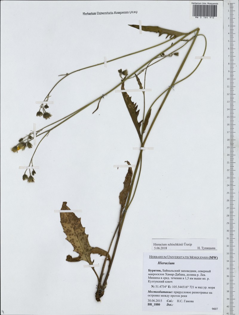 Hieracium schischkinii photo 2