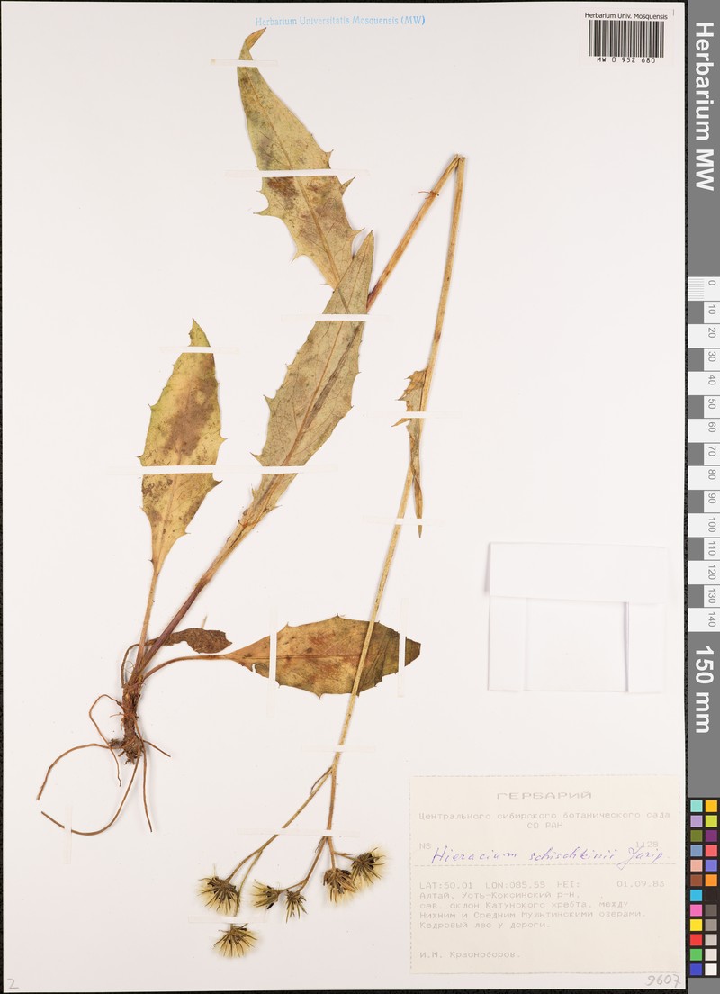 Hieracium schischkinii photo 3