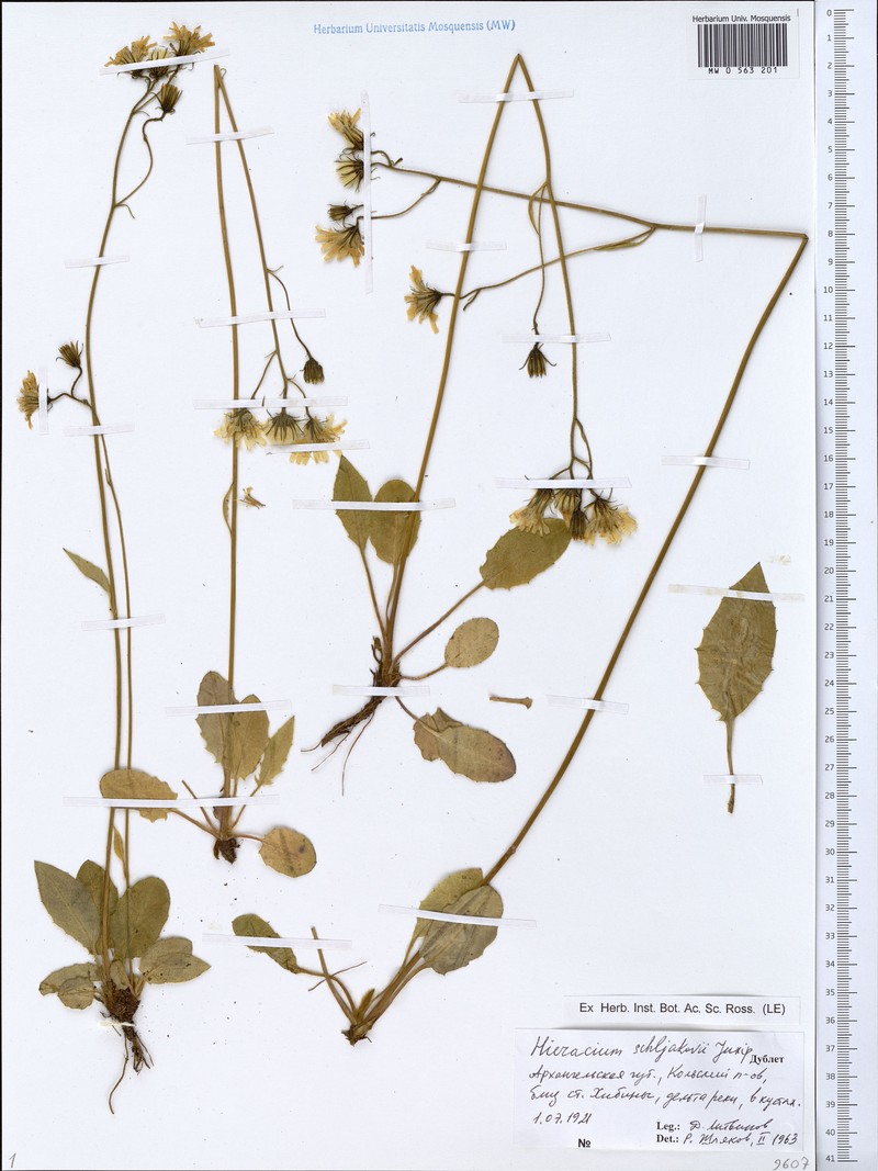 Hieracium schliakovii