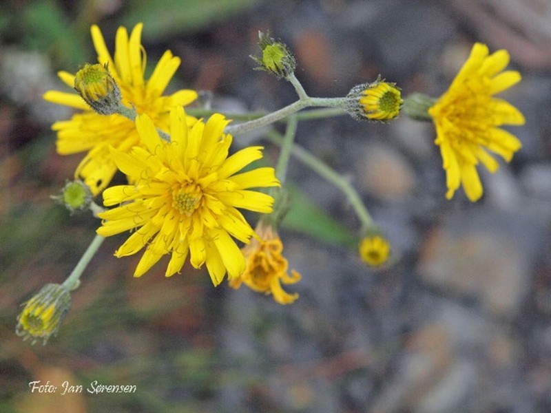 Hieracium schmidtii
