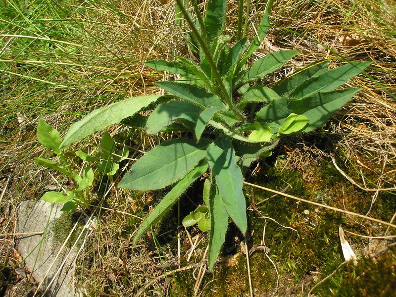 Hieracium schmidtii photo 2