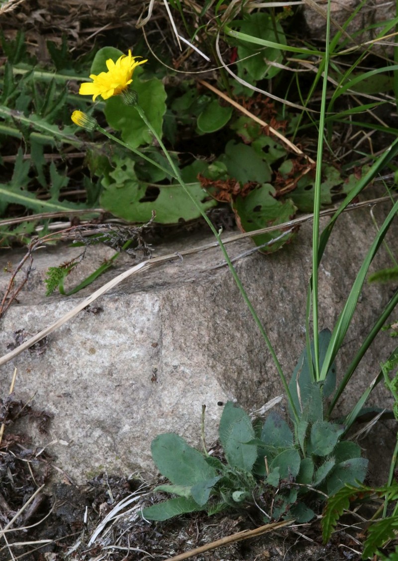Hieracium schmidtii photo 3