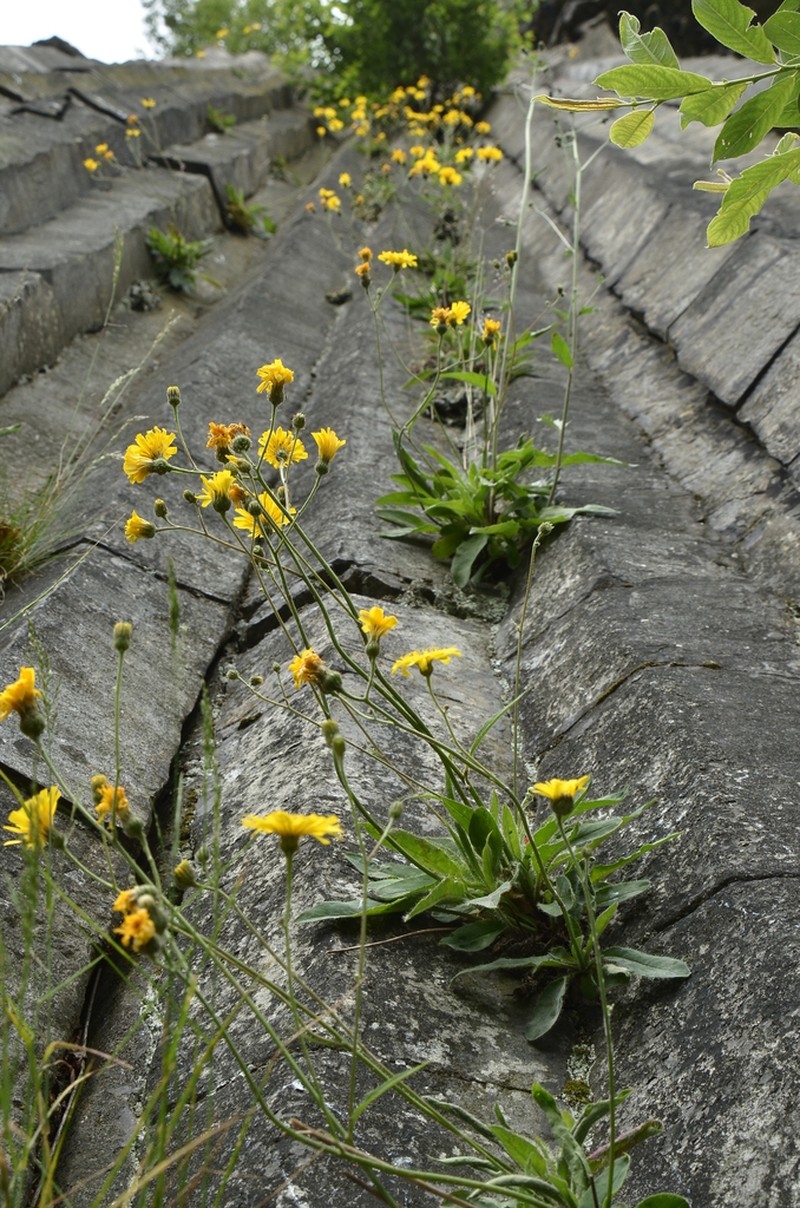 Hieracium schmidtii photo 4