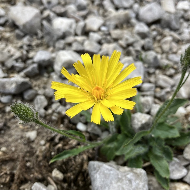 Hieracium schmidtii photo 5