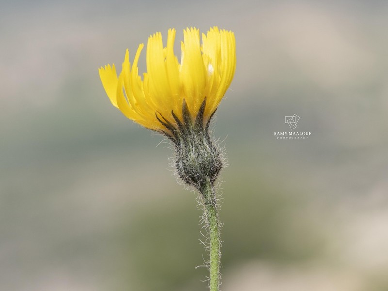 Hieracium schmidtii photo 6