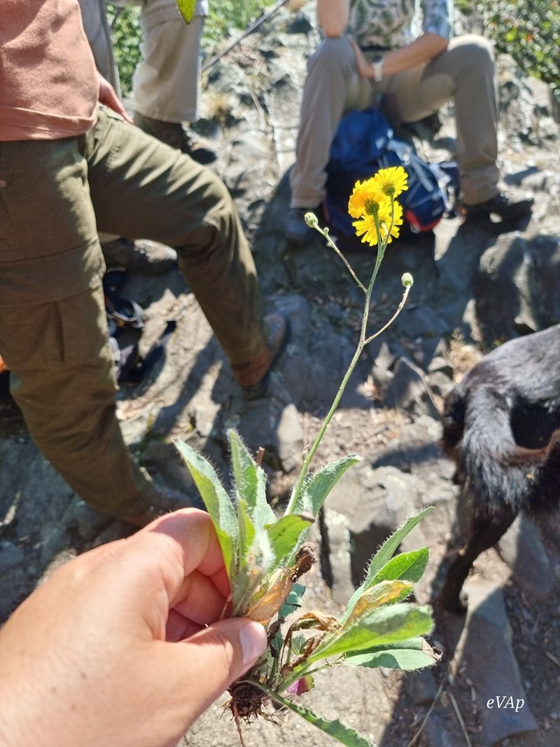 Hieracium schmidtii photo 7