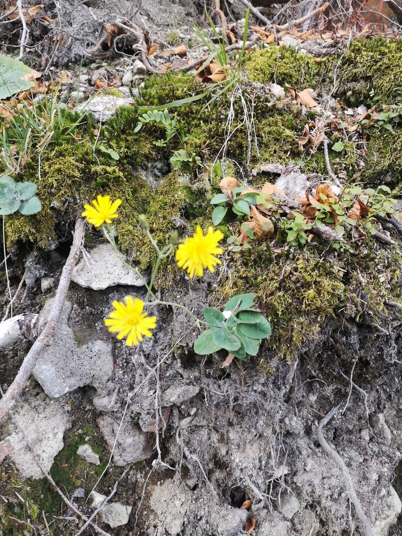 Hieracium schmidtii photo 8