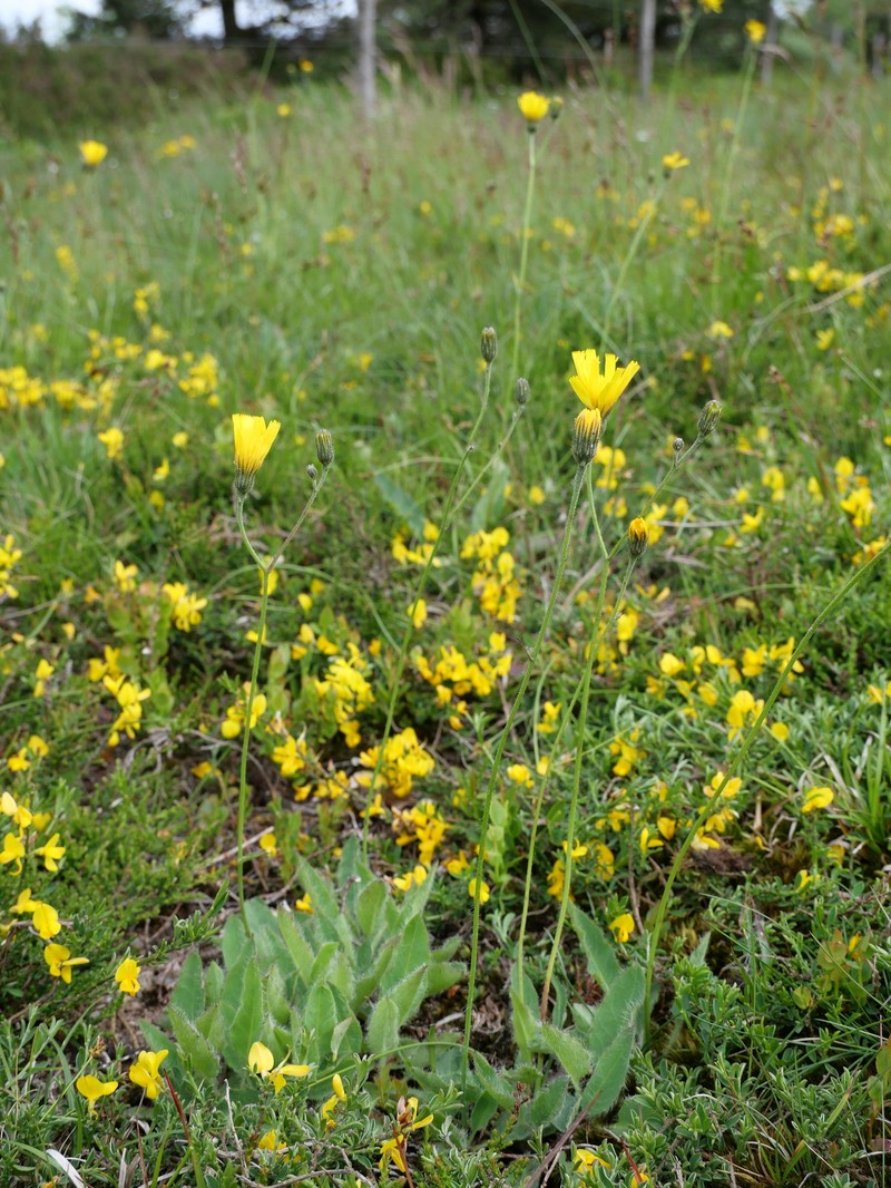 Hieracium schmidtii subsp. brunelliforme