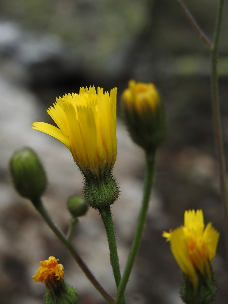 Hieracium schmidtii subsp. brunelliforme photo 2