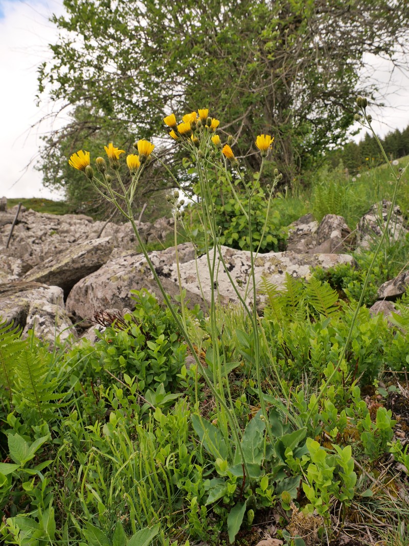 Hieracium schmidtii subsp. brunelliforme photo 3