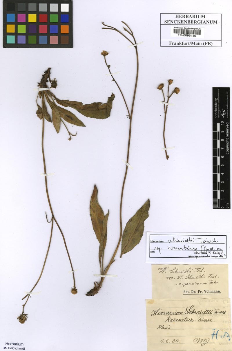 Hieracium schmidtii subsp. comatulum