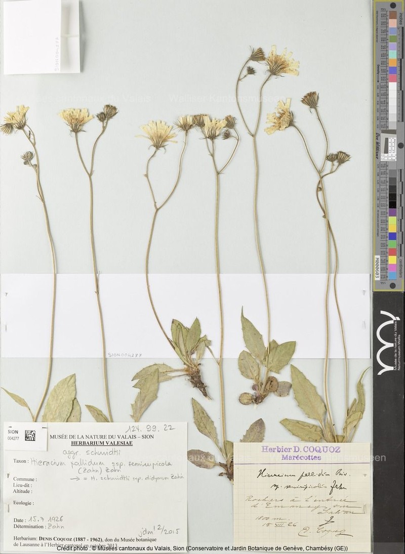 Hieracium schmidtii subsp. didymum