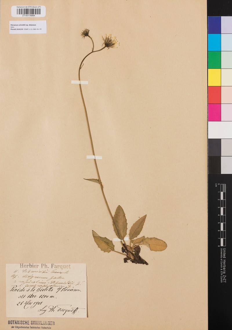 Hieracium schmidtii subsp. didymum photo 2