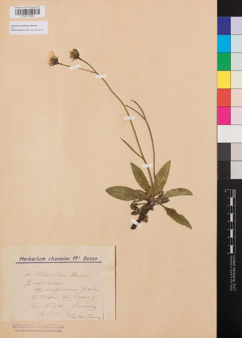 Hieracium schmidtii subsp. didymum photo 3