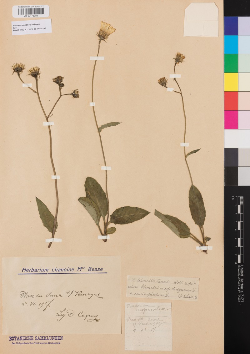 Hieracium schmidtii subsp. didymum photo 4