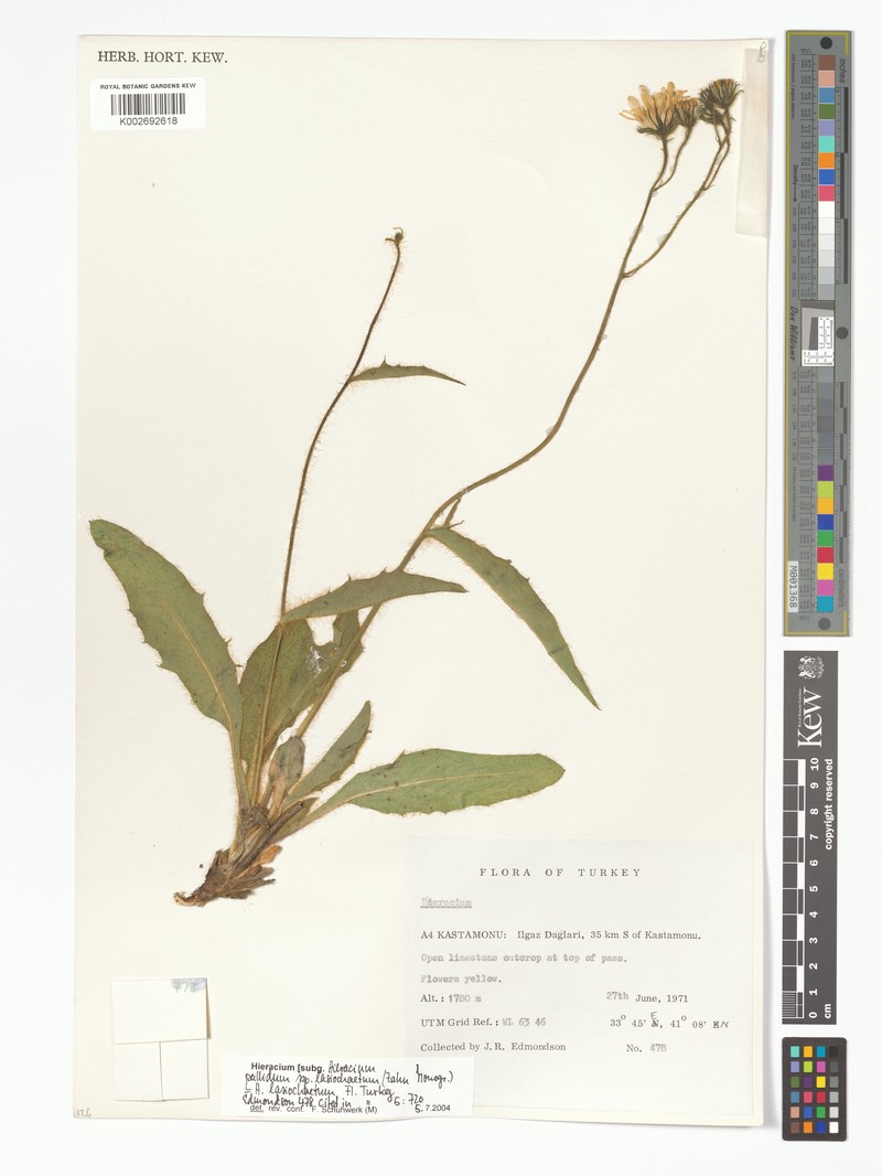Hieracium schmidtii subsp. lasiochaetum