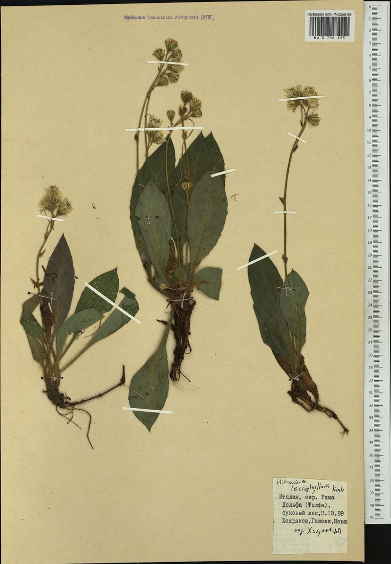 Hieracium schmidtii subsp. lasiophyllum