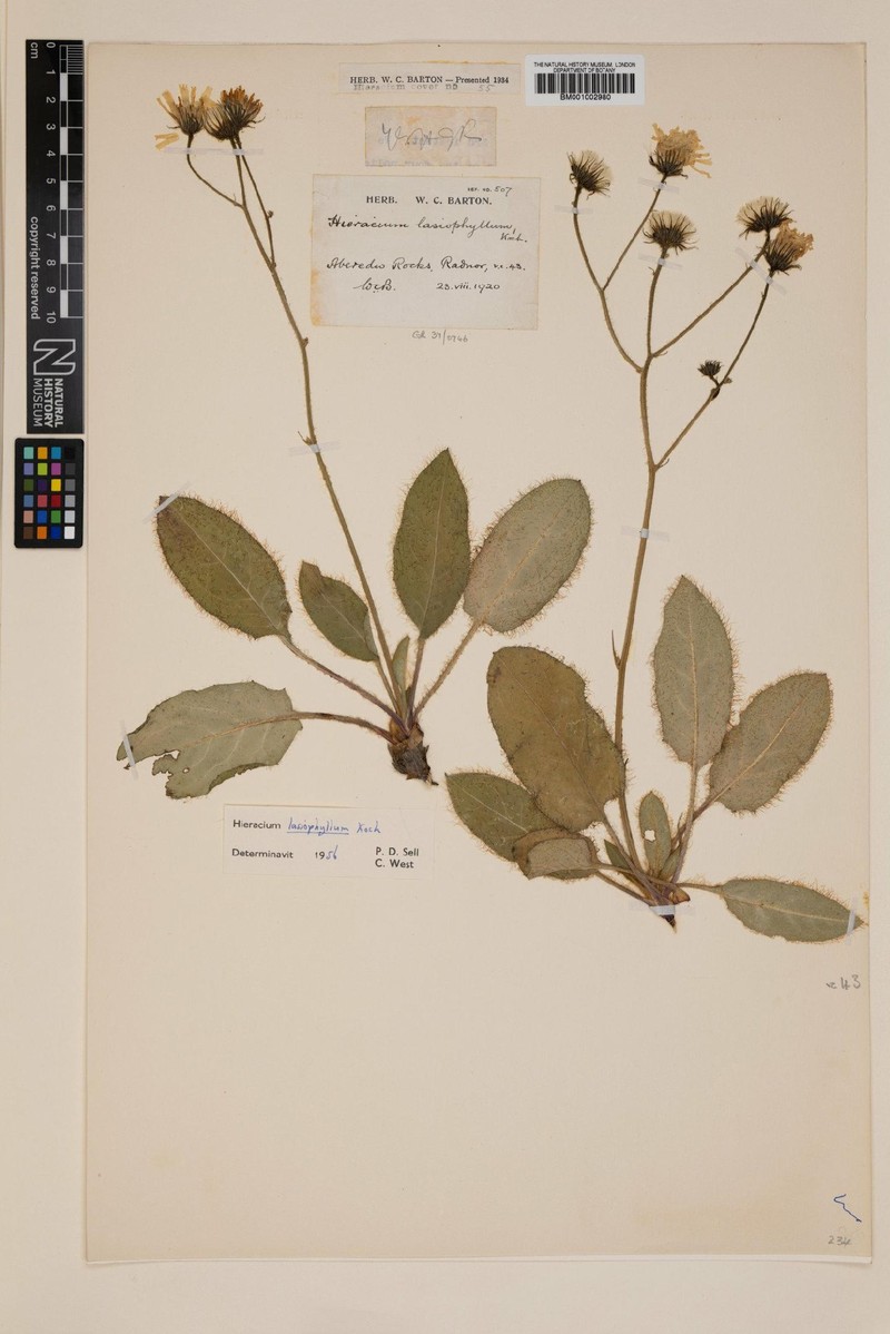 Hieracium schmidtii subsp. lasiophyllum photo 2