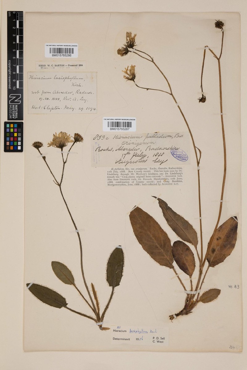 Hieracium schmidtii subsp. lasiophyllum photo 3
