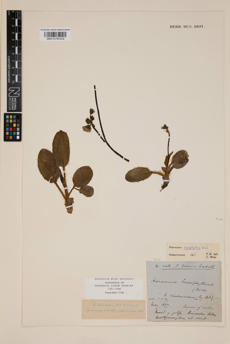 Hieracium schmidtii subsp. lasiophyllum photo 4
