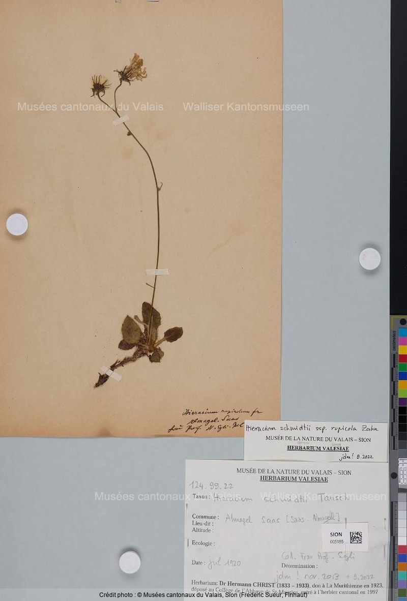 Hieracium schmidtii subsp. rupicola photo 5