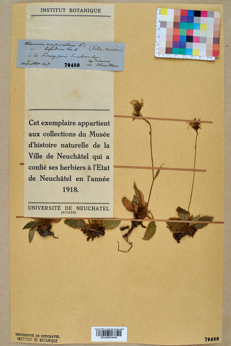 Hieracium schmidtii subsp. rupicola