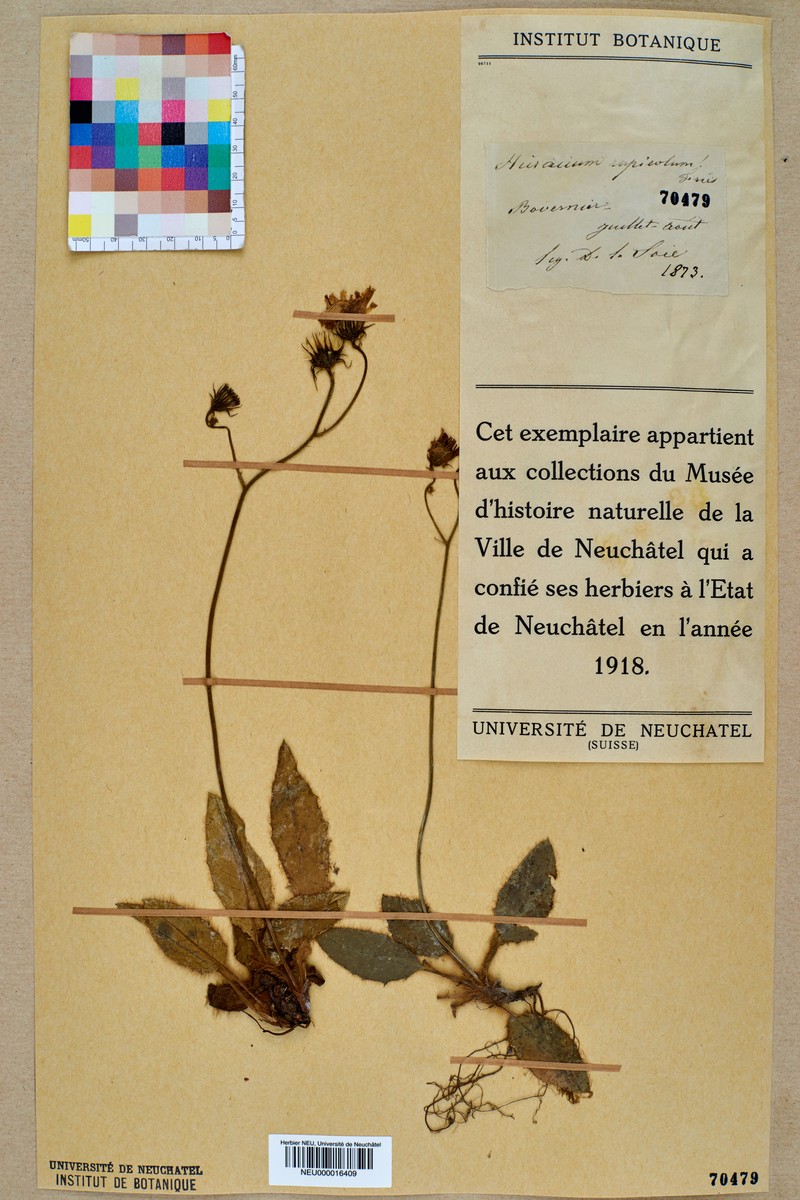 Hieracium schmidtii subsp. rupicola photo 6