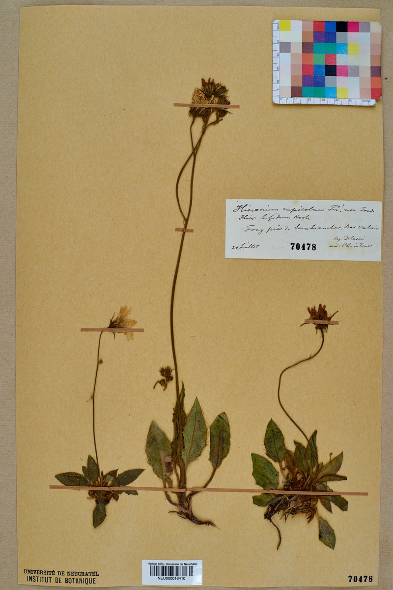 Hieracium schmidtii subsp. rupicola photo 7
