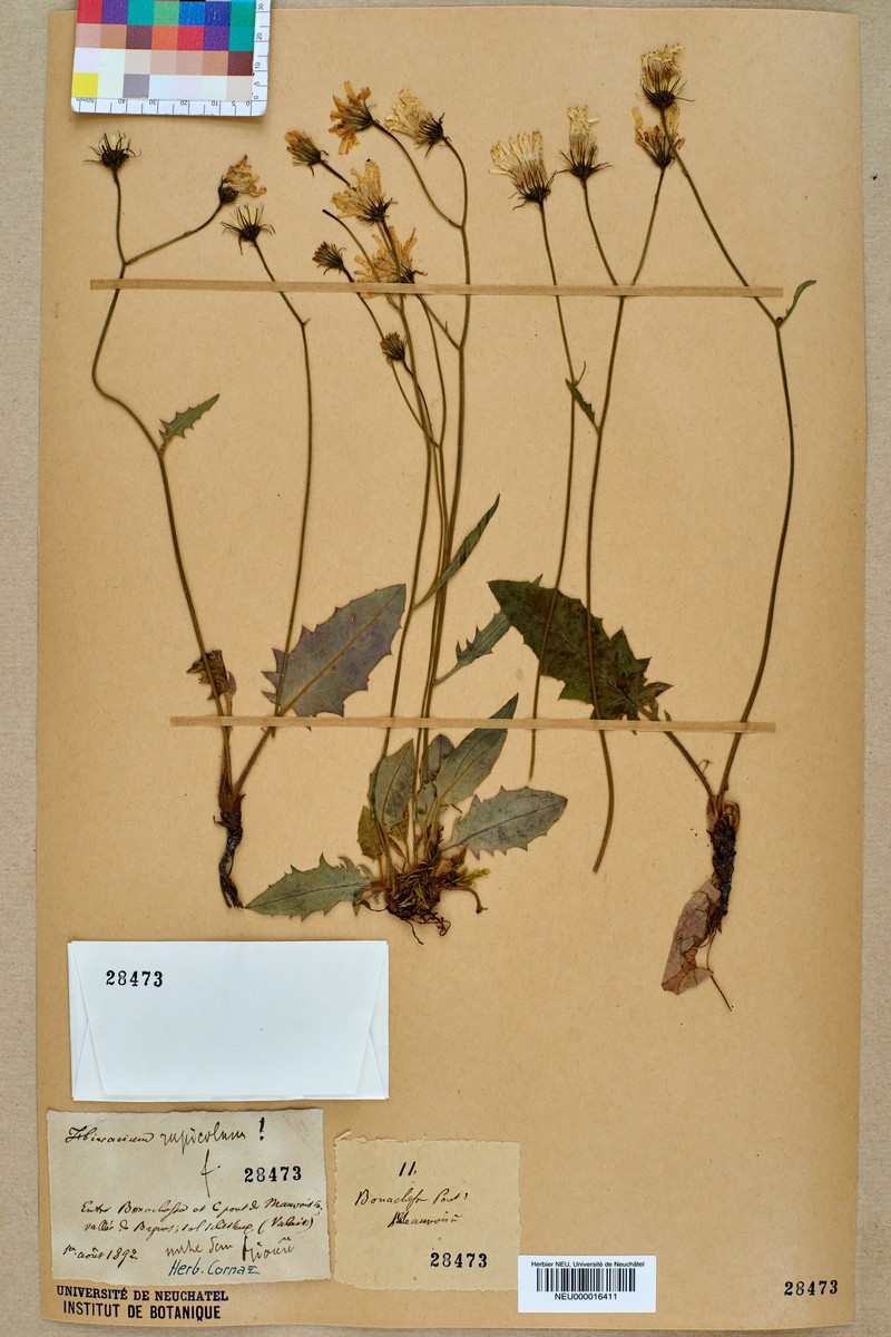 Hieracium schmidtii subsp. rupicola photo 8