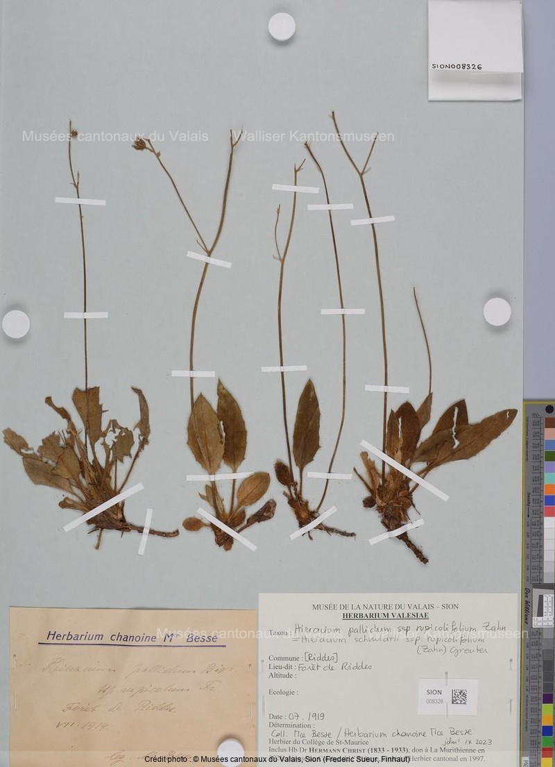Hieracium schmidtii subsp. rupicolifolium