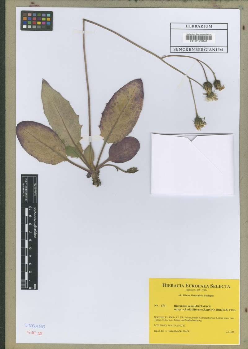 Hieracium schmidtii subsp. schmidtiiforme