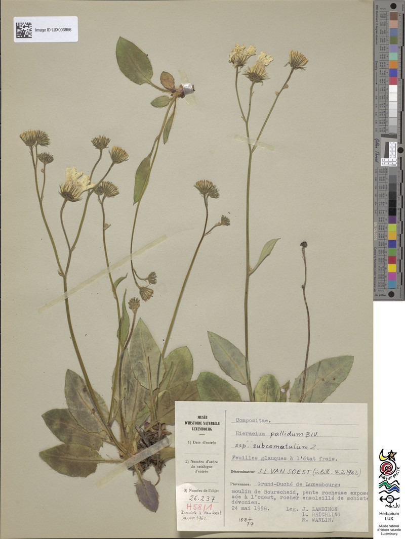 Hieracium schmidtii subsp. subcomatulum