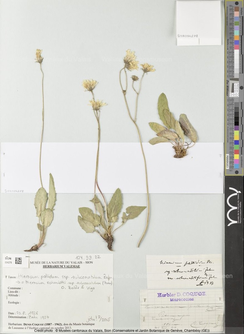 Hieracium schmidtii subsp. subcomatulum photo 2