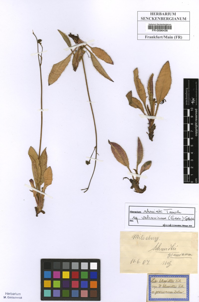 Hieracium schmidtii subsp. vulcanicum